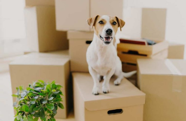 Everything you need to know while moving with your pet